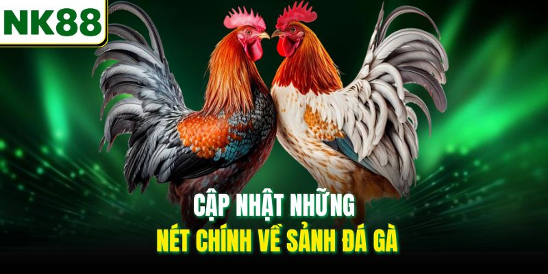 Cập nhật những nét chính về sảnh đá gà
